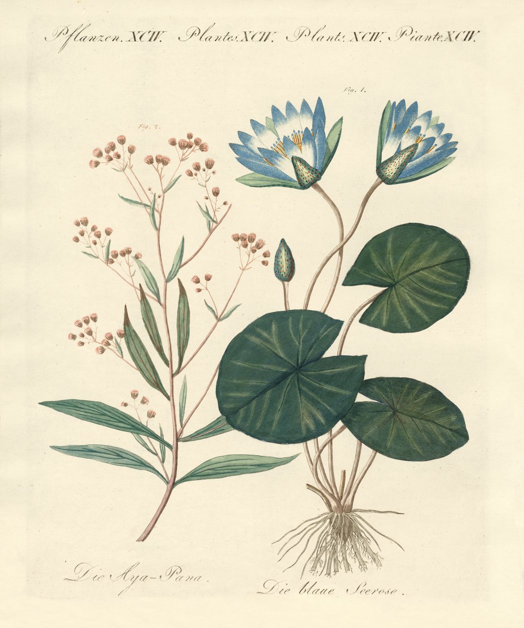 Plantas estranhas de German School
