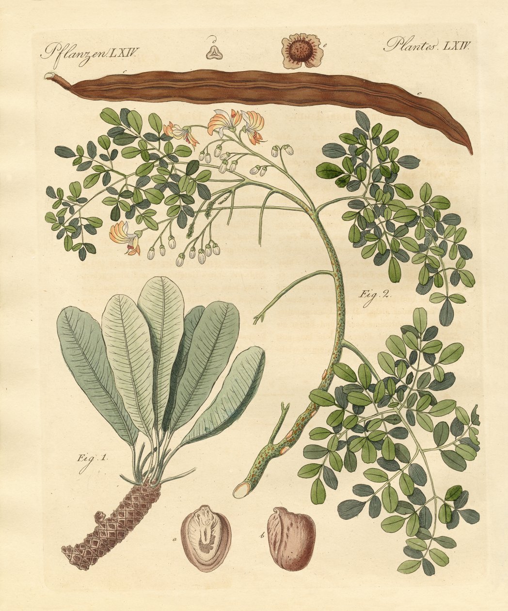 Plantas estranhas de German School