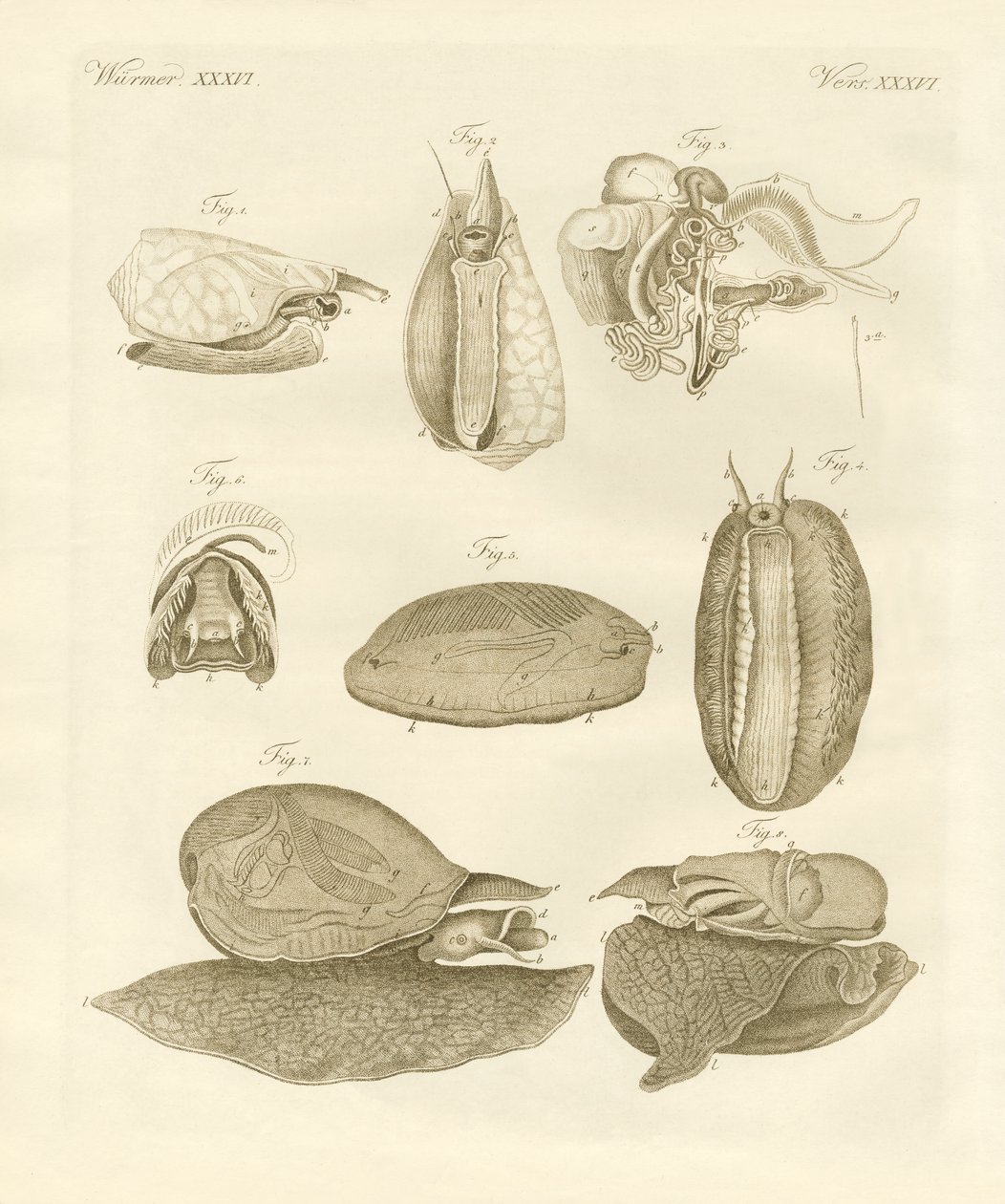 Caracóis marinhos estranhos (gravura colorida) de German School