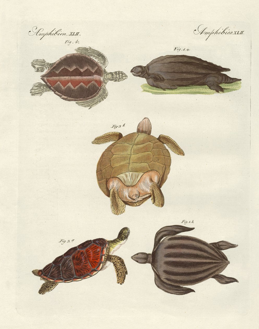 Estranhas tartarugas marinhas (gravura colorida) de German School