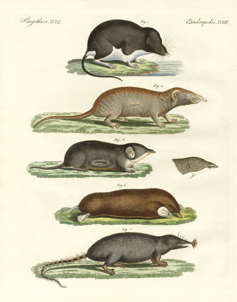 Shrews estranhos de German School