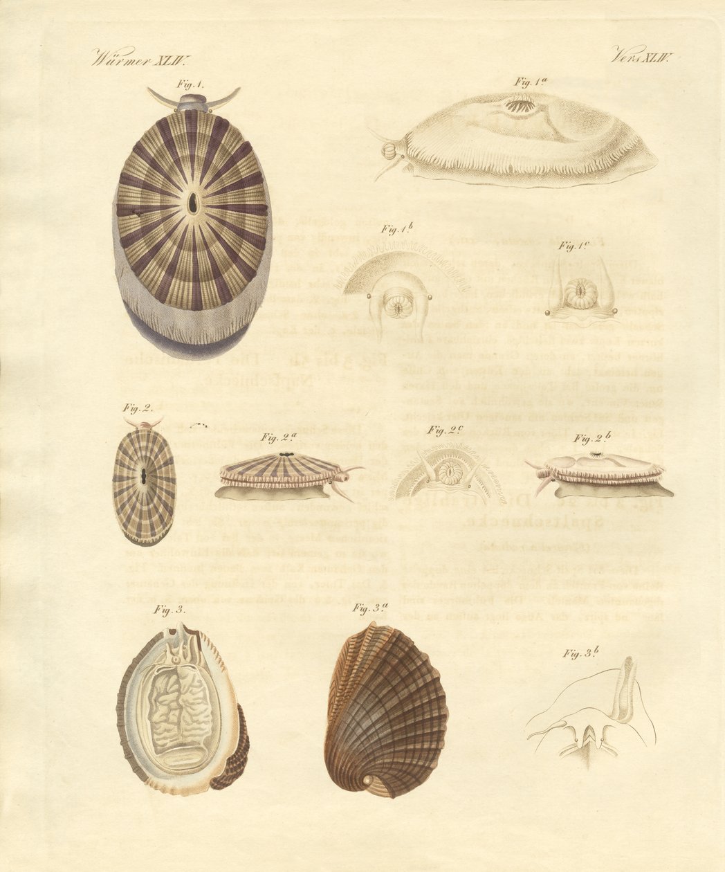 Caracóis estranhos (gravura colorida) de German School