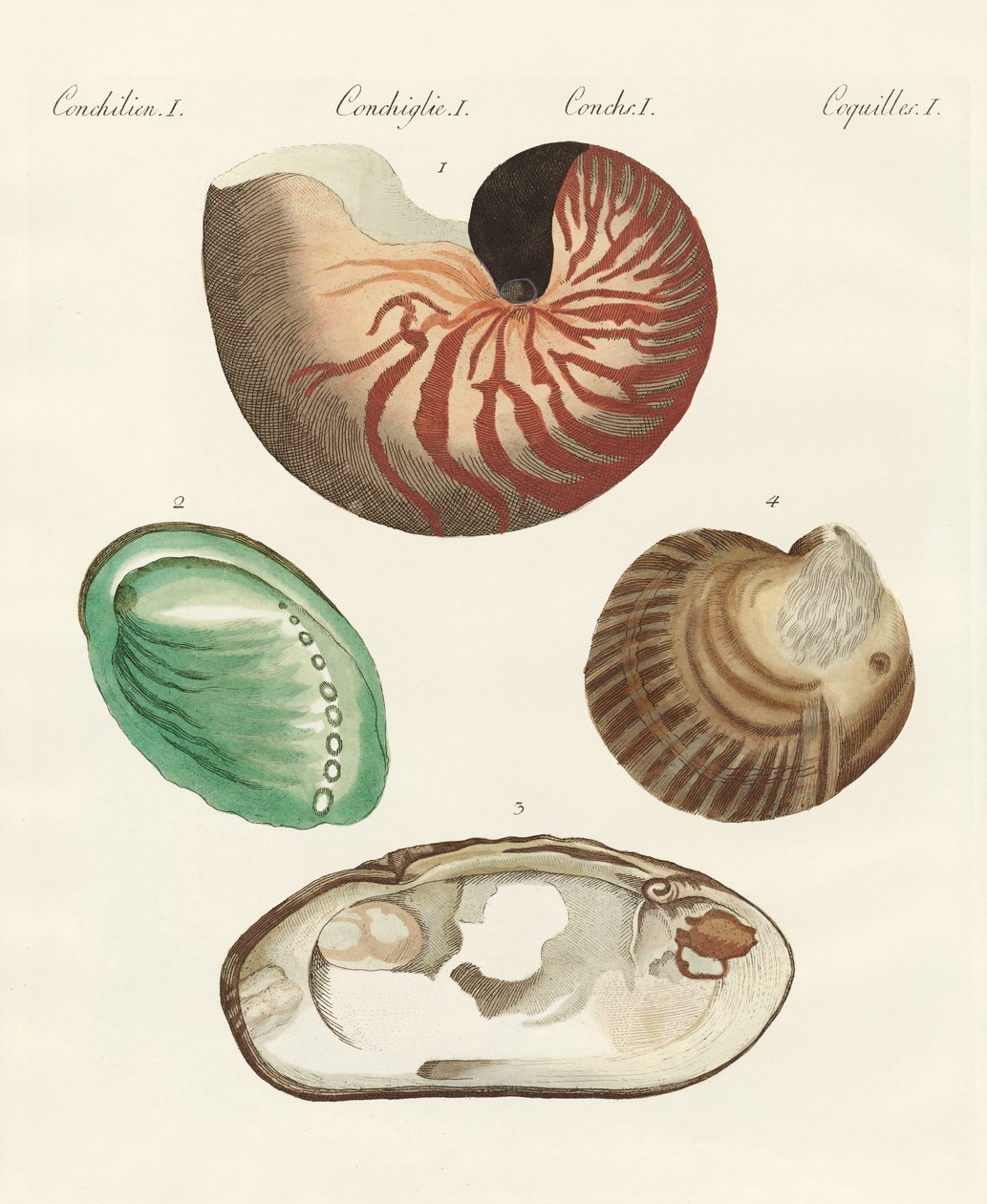 Caracóis e moluscos estranhos de German School
