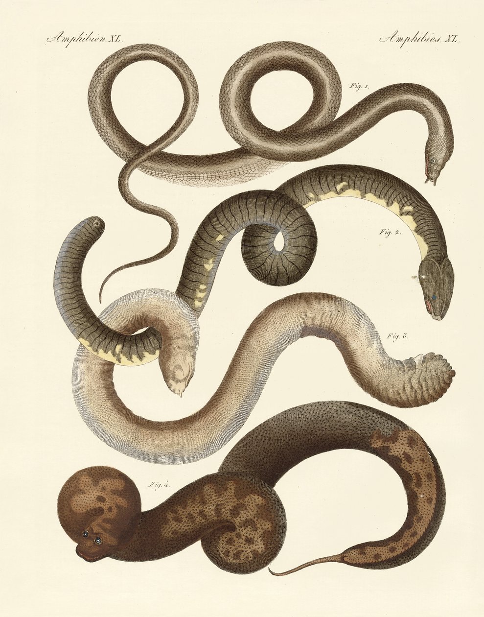 Serpente estranha (gravação colorida) de German School