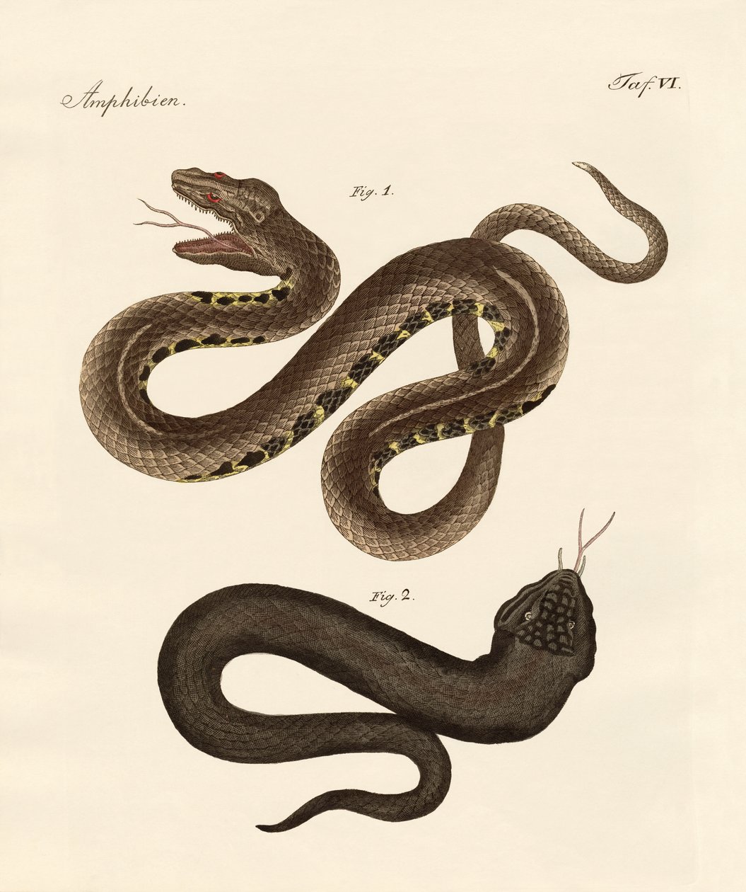 Cobra estranha de German School