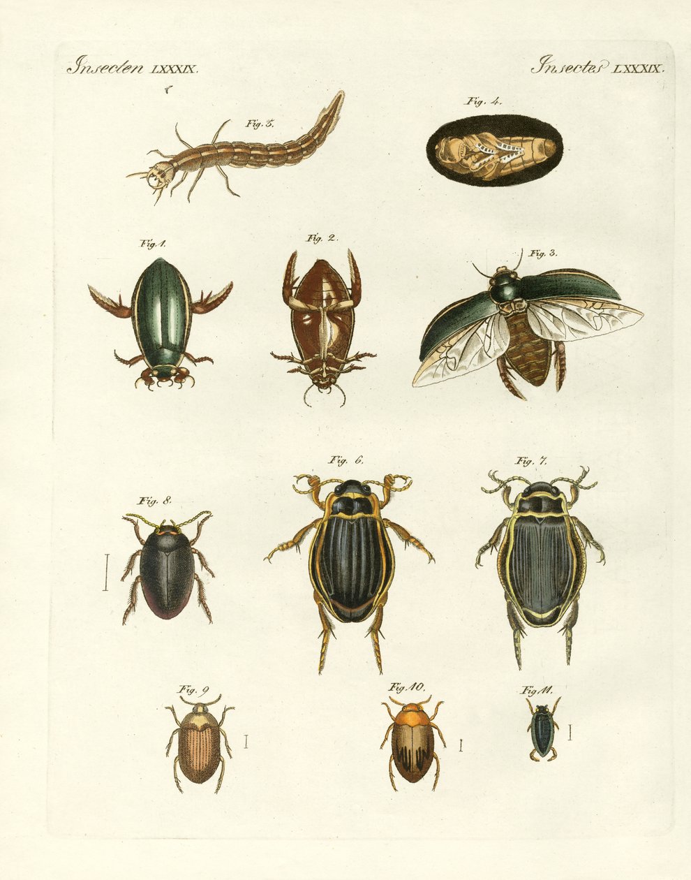 Escaravelhos de natação estranhos (gravura colorida) de German School