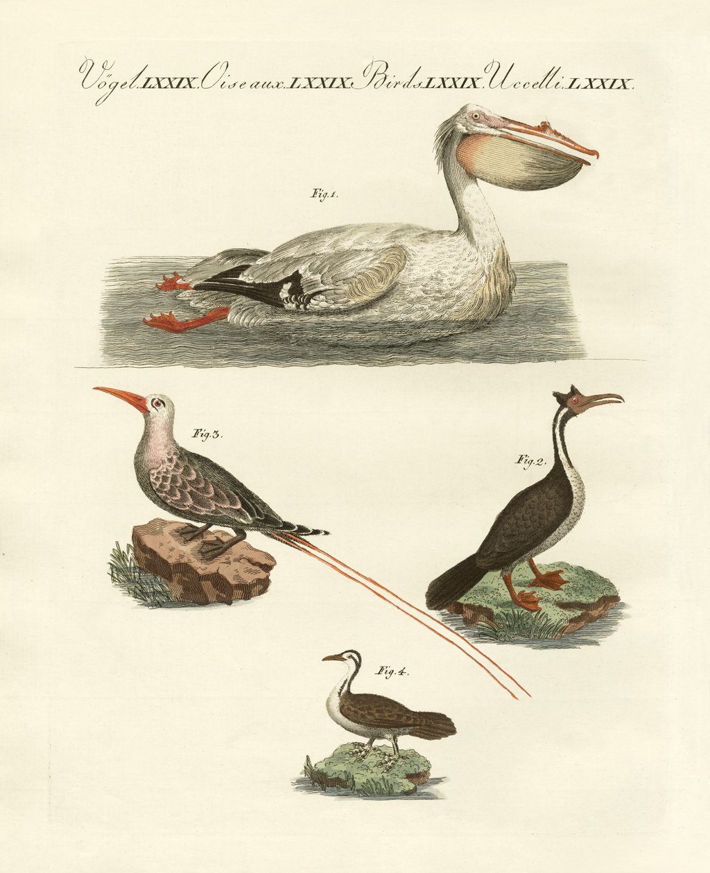 Estranhas aves de natação (gravura colorida) de German School