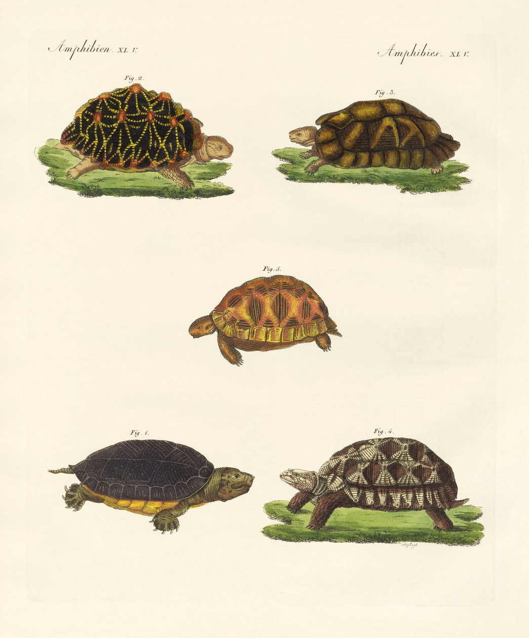 Tartarugas estranhas (gravura colorida) de German School