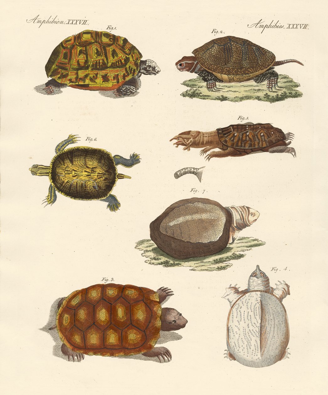 Tartarugas estranhas de German School