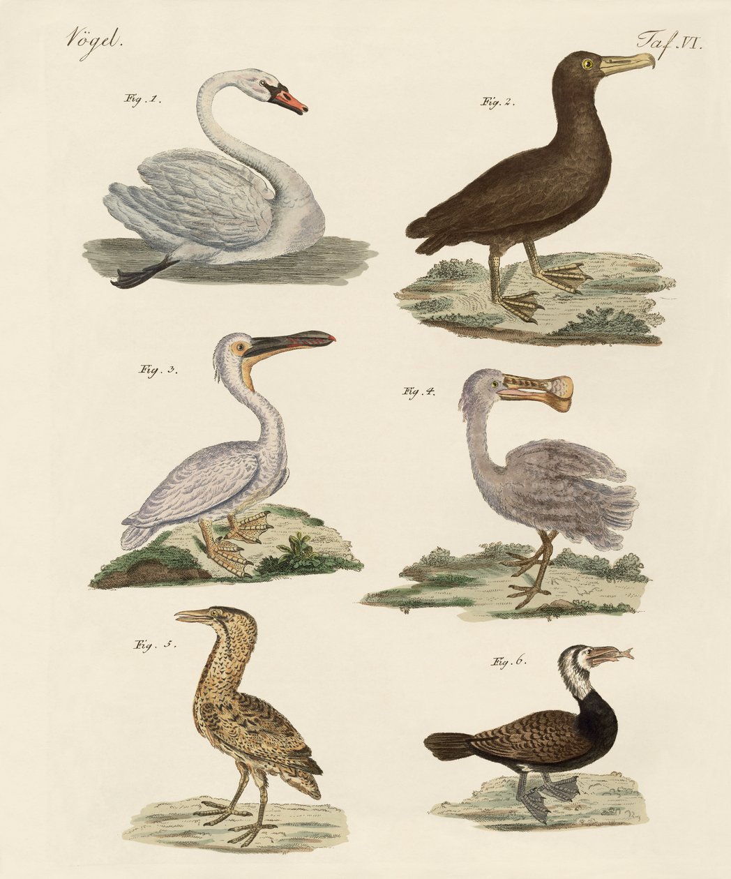 Aves aquáticas estranhas de German School