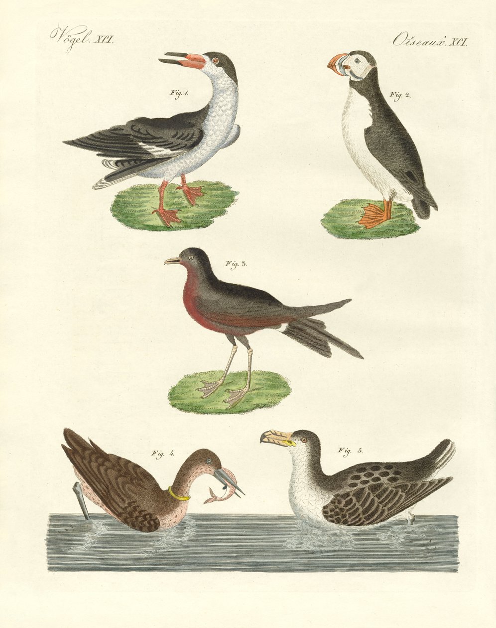Estranhas aves aquáticas (gravura colorida) de German School