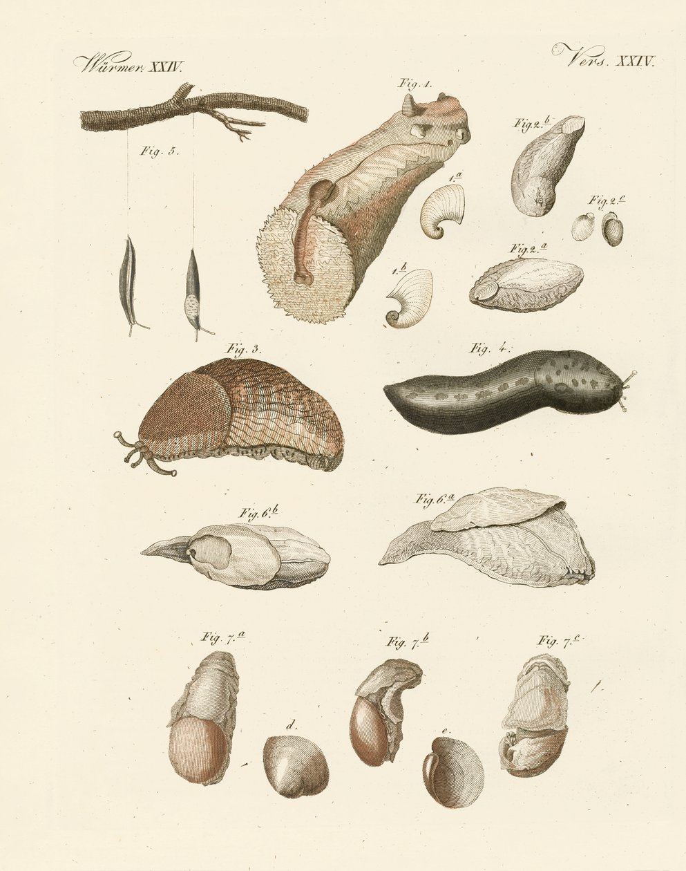 Vermes estranhos (gravura colorida) de German School