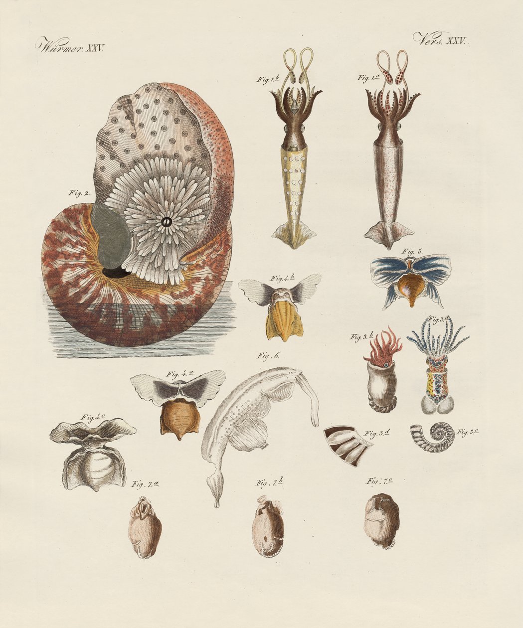 Vermes estranhos (gravura colorida) de German School