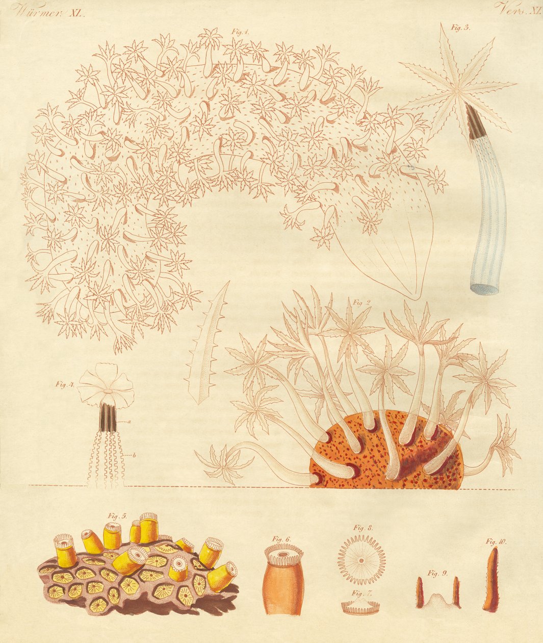 Vermes estranhos, zoófitos (gravura colorida) de German School