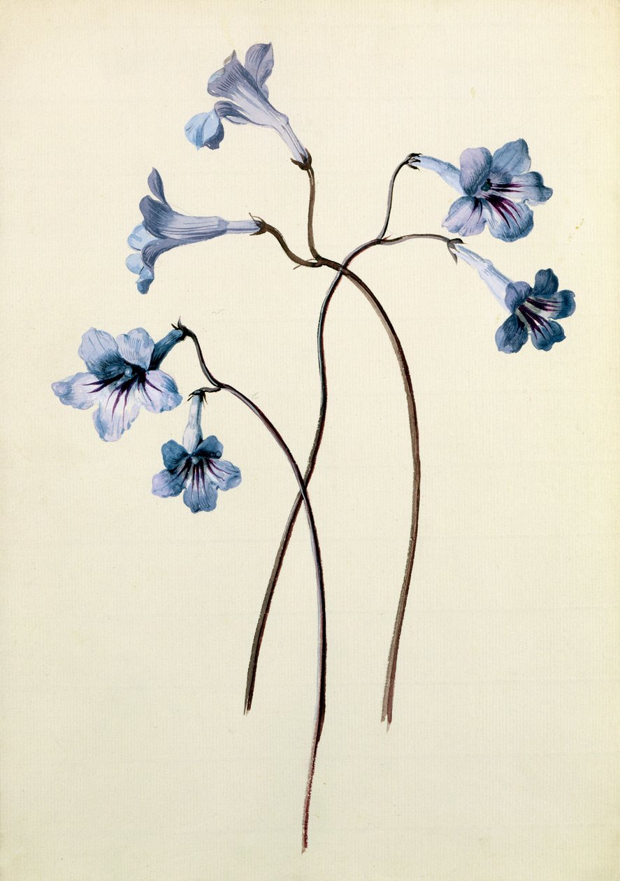 Streptocarpus, c.1790 (wc no papel) de German School