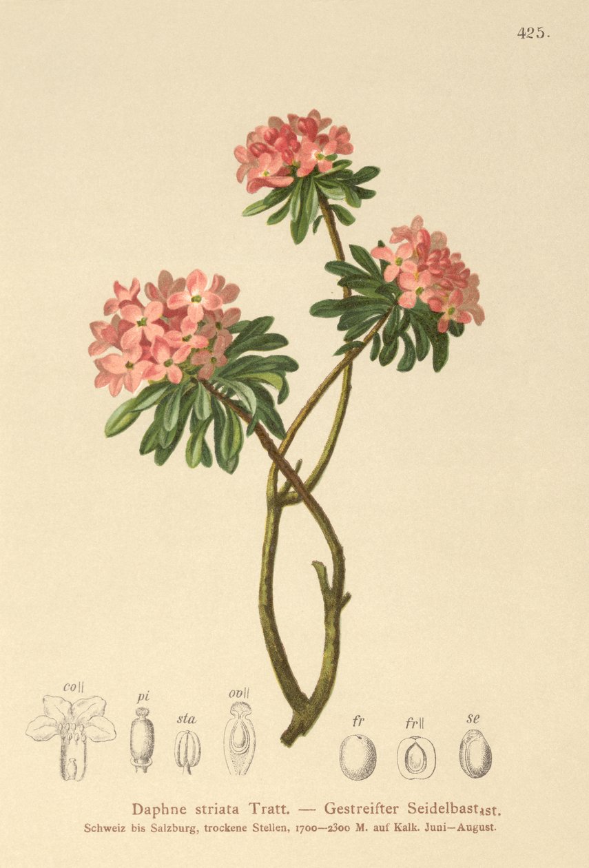 Daphne estriado (Daphne striata) de German School