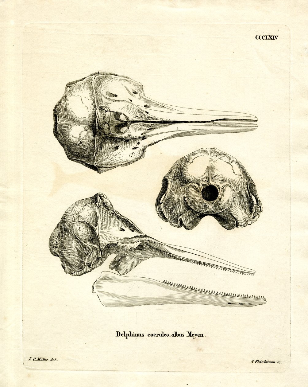 Crânio de Golfinho Riscado (gravura colorida) de German School