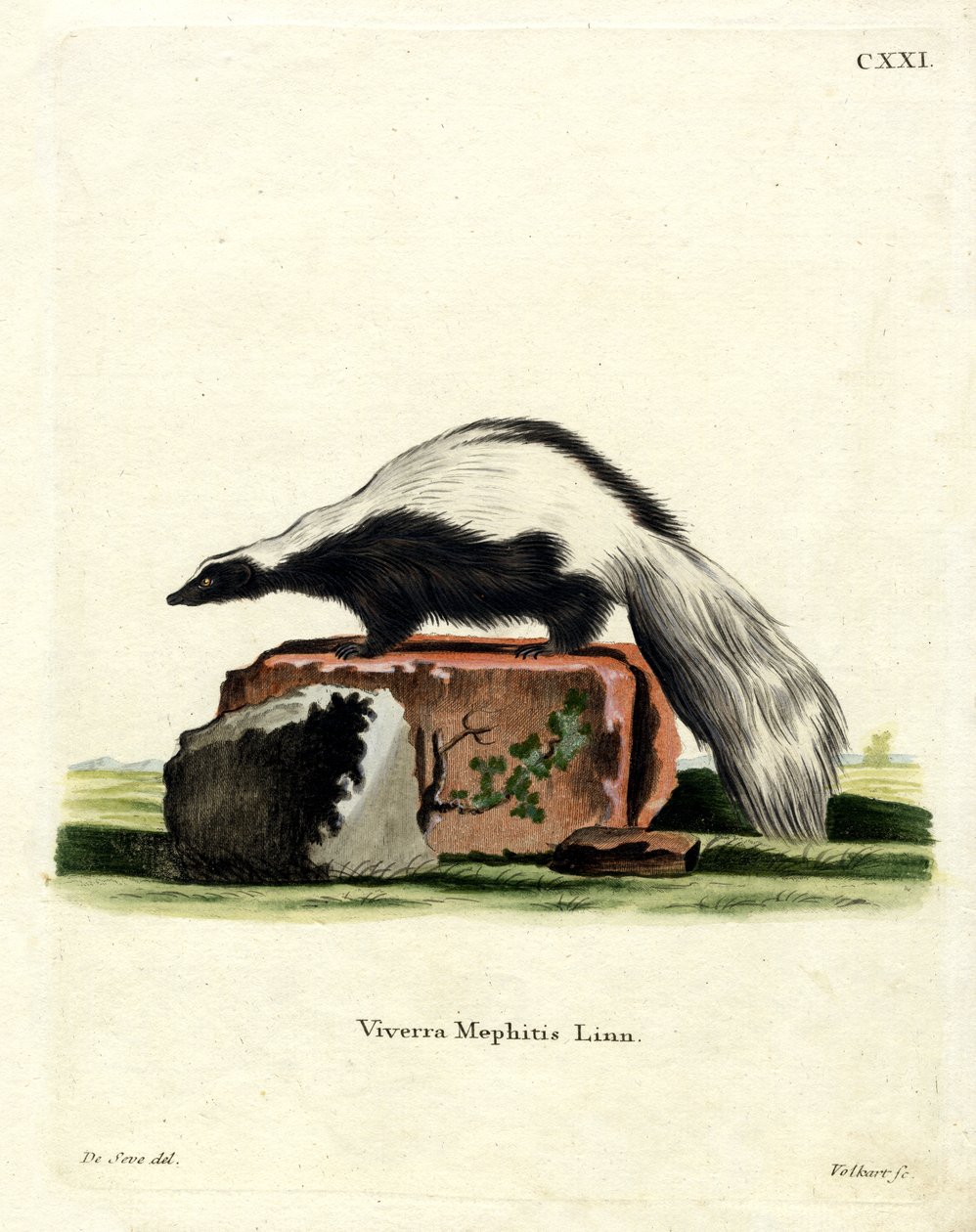 Skunk listrado (gravação a cores) de German School