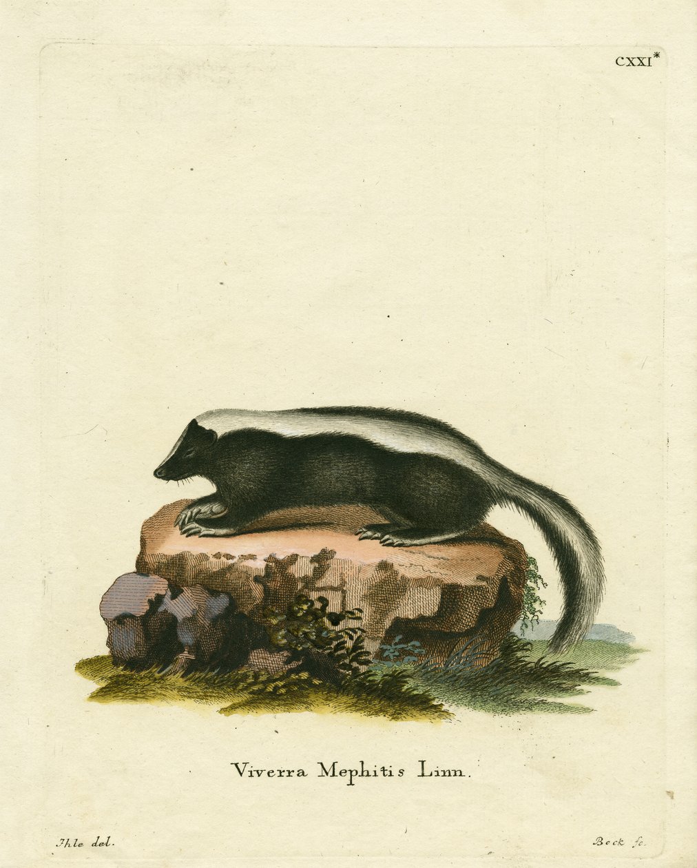 Skunk listrado (gravação a cores) de German School