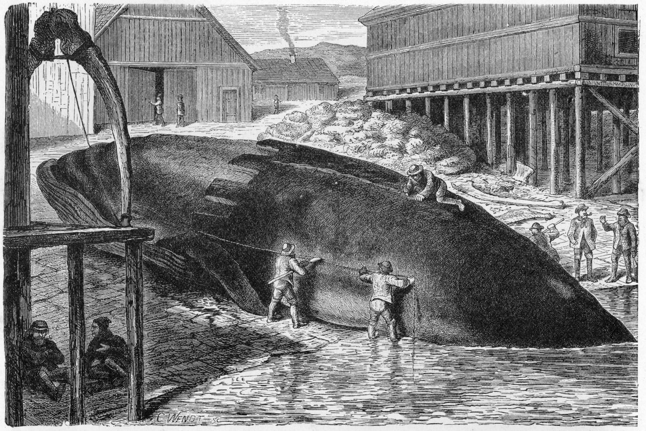 Decapagem de gordura de uma baleia na Finlândia, 1893 de German School