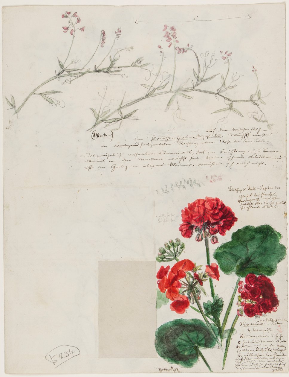 Estudos de plantas e figuras feitas em Roma e Pankow, Berlim, 1868 de German School