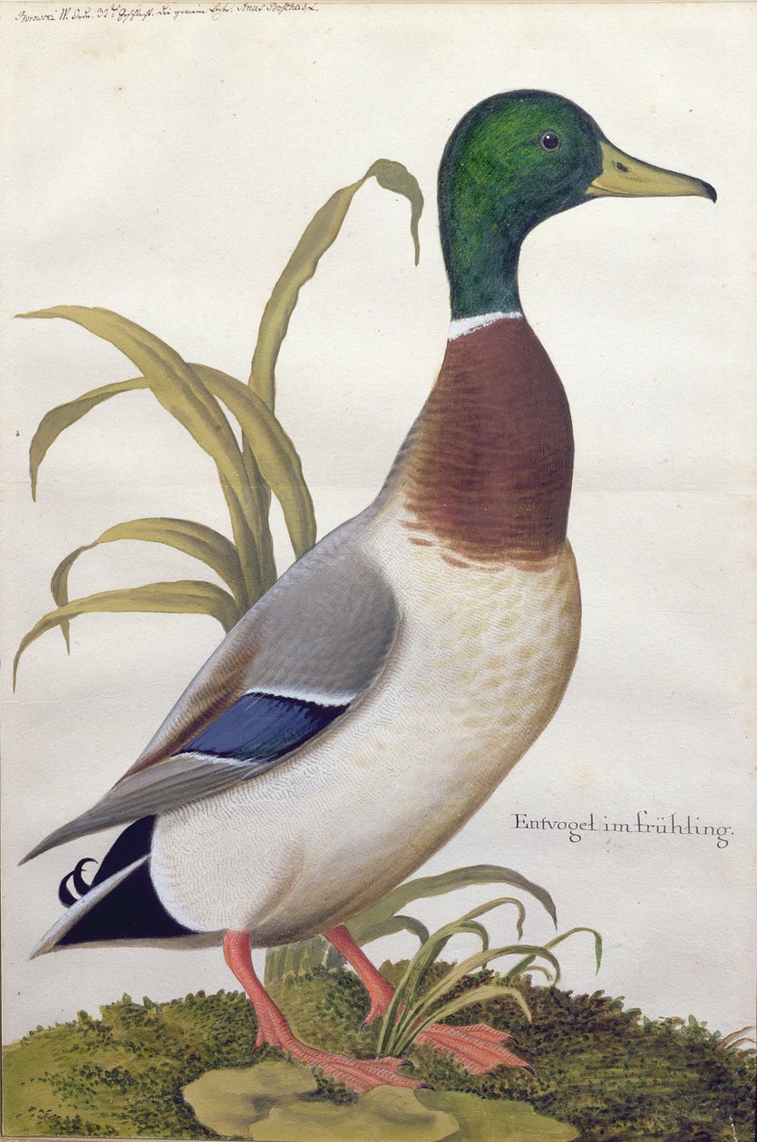 Estudo de um pato-real, c.1790 (wc com guache sobre papel) de German School