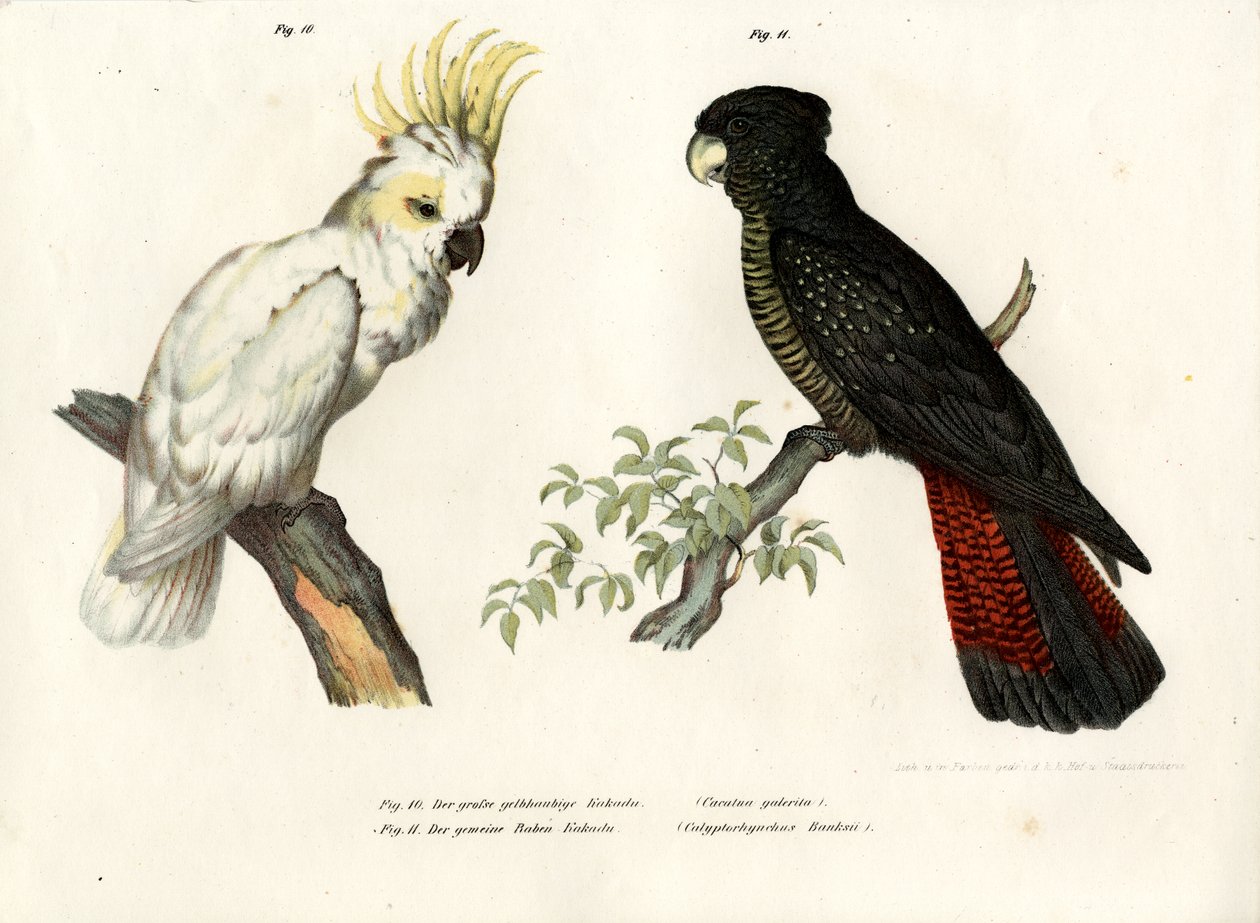 Cacatua-de-crista, 1864 de German School