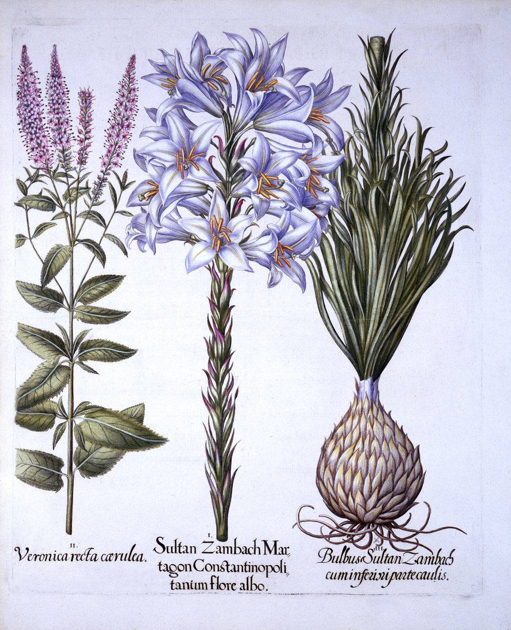 Sultan Zambach Lily e Bulb, Veronica, de Hortus Eystettensis, de Basil Besler (1561-1629), pub. 1613 (gravura colorida à mão) de German School