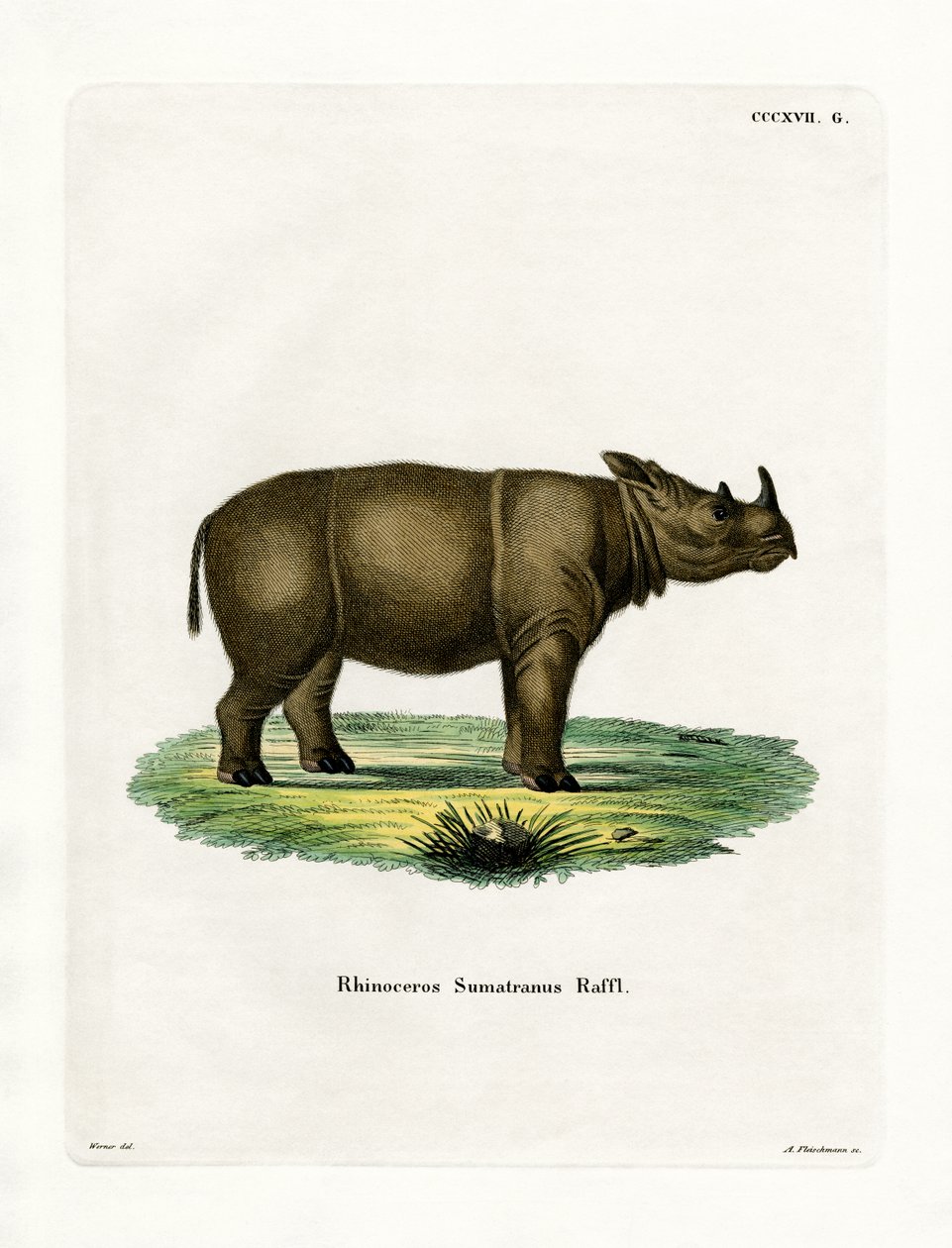 Rinoceronte Sumatran (gravura colorida) de German School