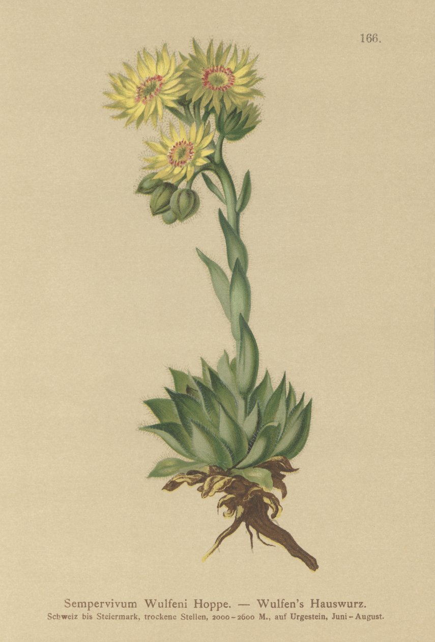 Sun Houseleek (Sempervivum Wulfenii) de German School
