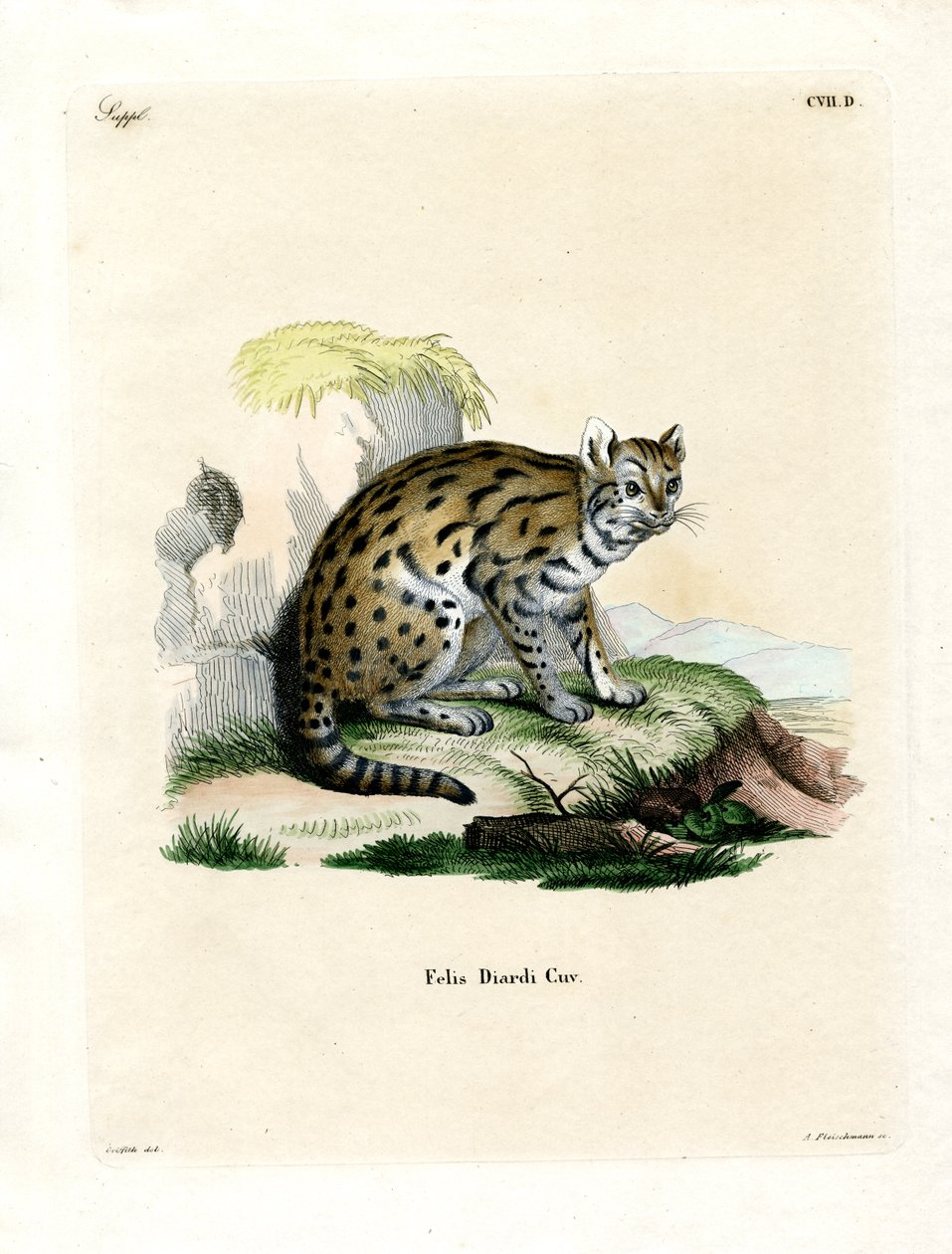 Sunda Clouded Leopard (gravura colorida) de German School
