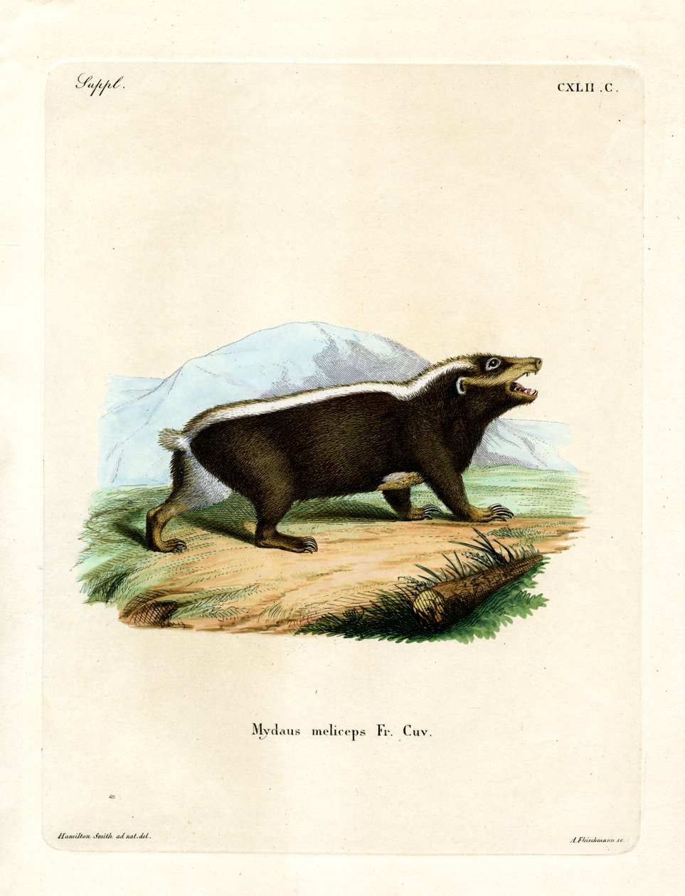 Sunda Stink Badger (gravura colorida) de German School
