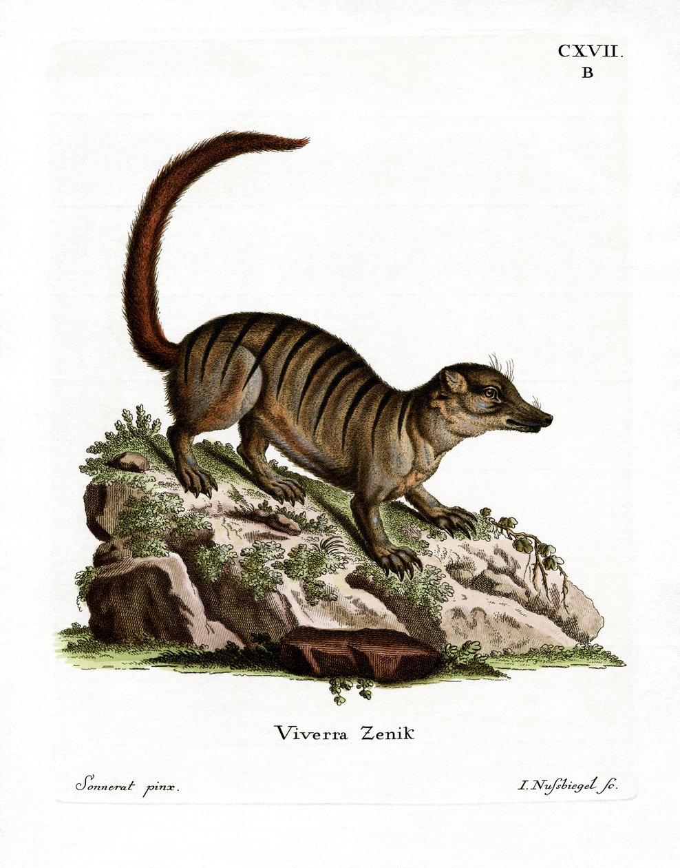 Surikate (gravura colorida) de German School