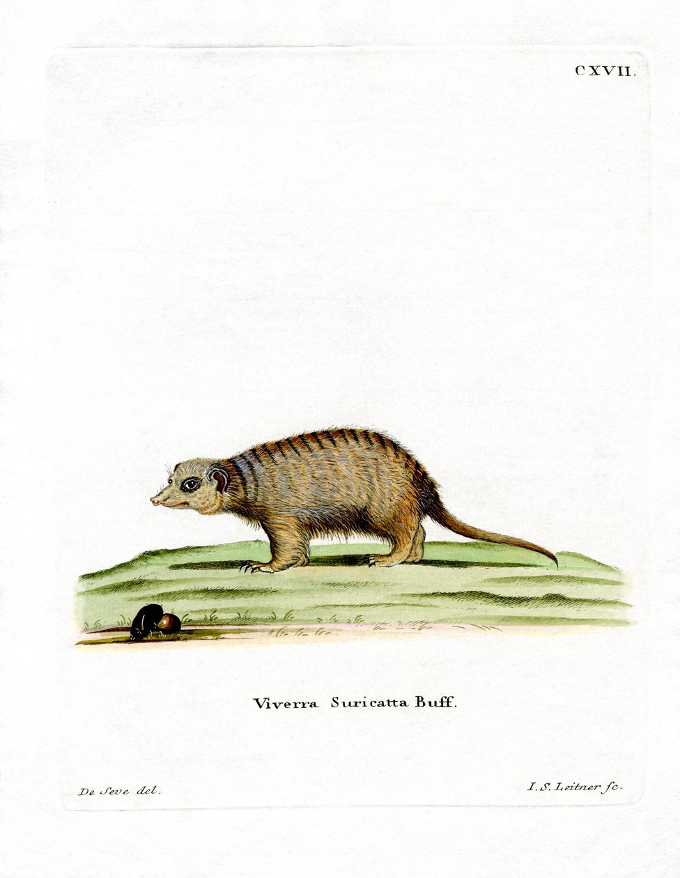 Surikate (gravura colorida) de German School