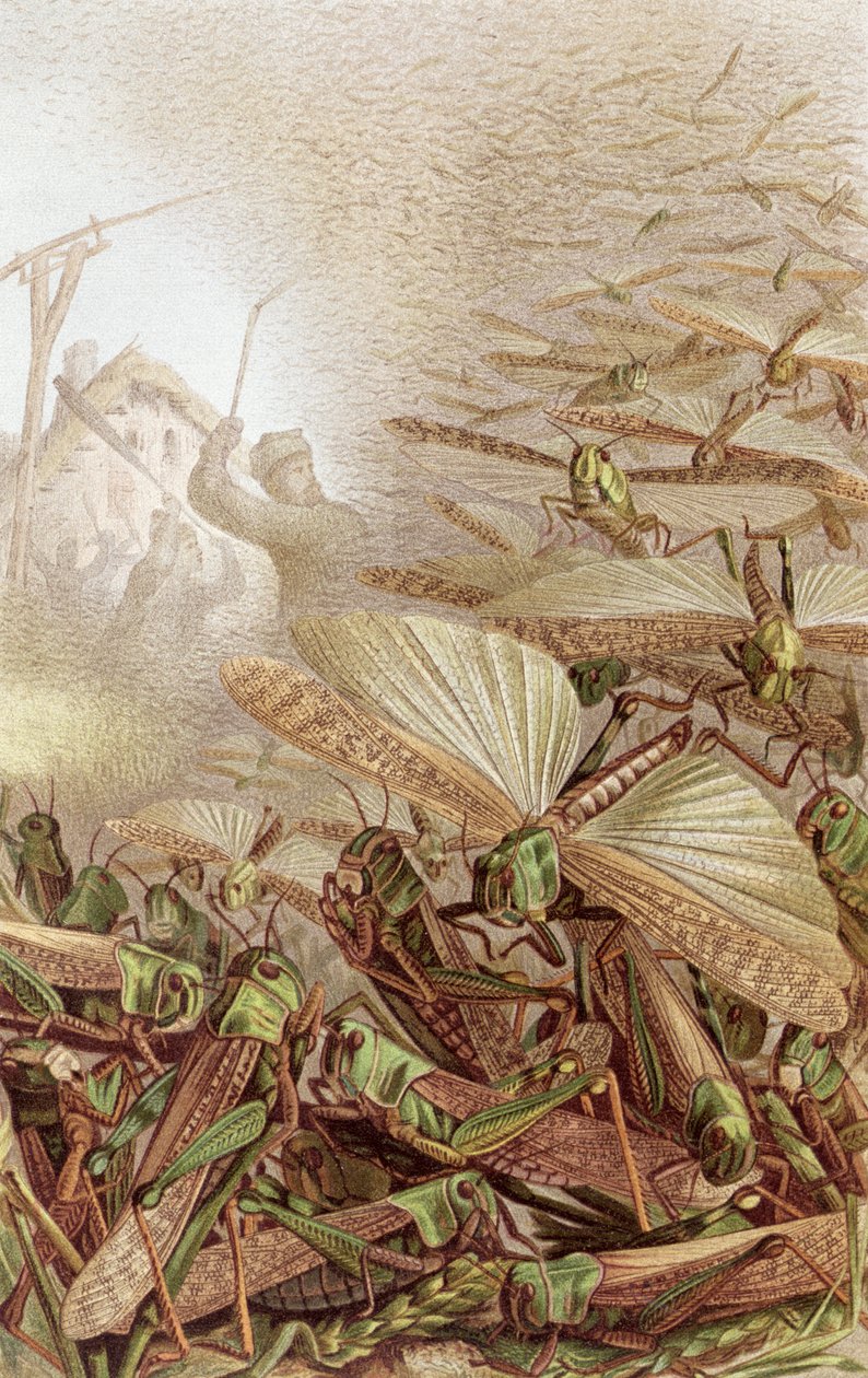 Enxame de Gafanhotos Migratórios, registro de Brehms Tierleben: Allgemeine Kunde des Tierreichs, vol. 9, p.592, publicado pelo Bibliographisches Institut, 1892 de German School