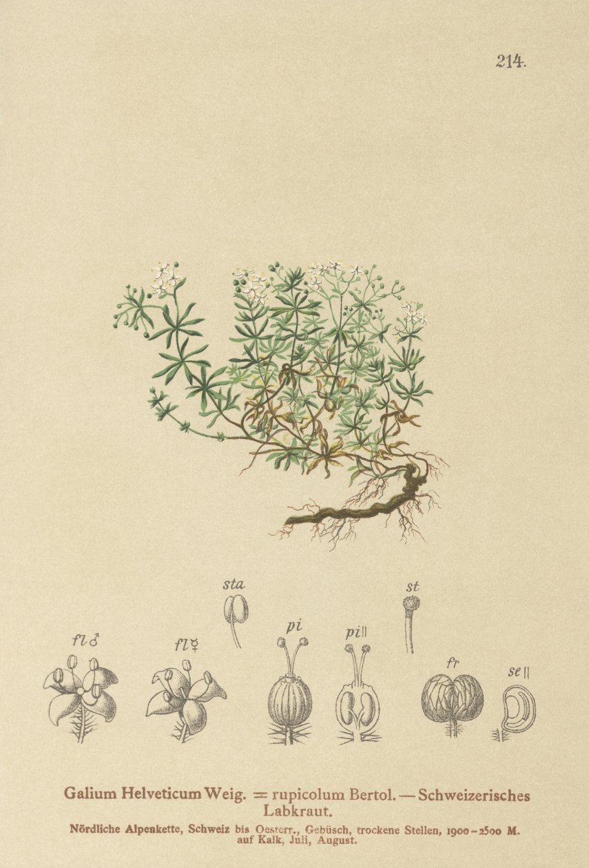 Swiss Bedstraw (Galium Helveticum Rubia rupicolum, Rubia megalospermum) de German School