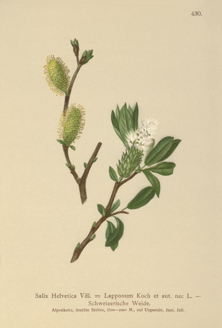 Salgueiro Suíço (Salix Helvetica, Salix Lapponum) de German School