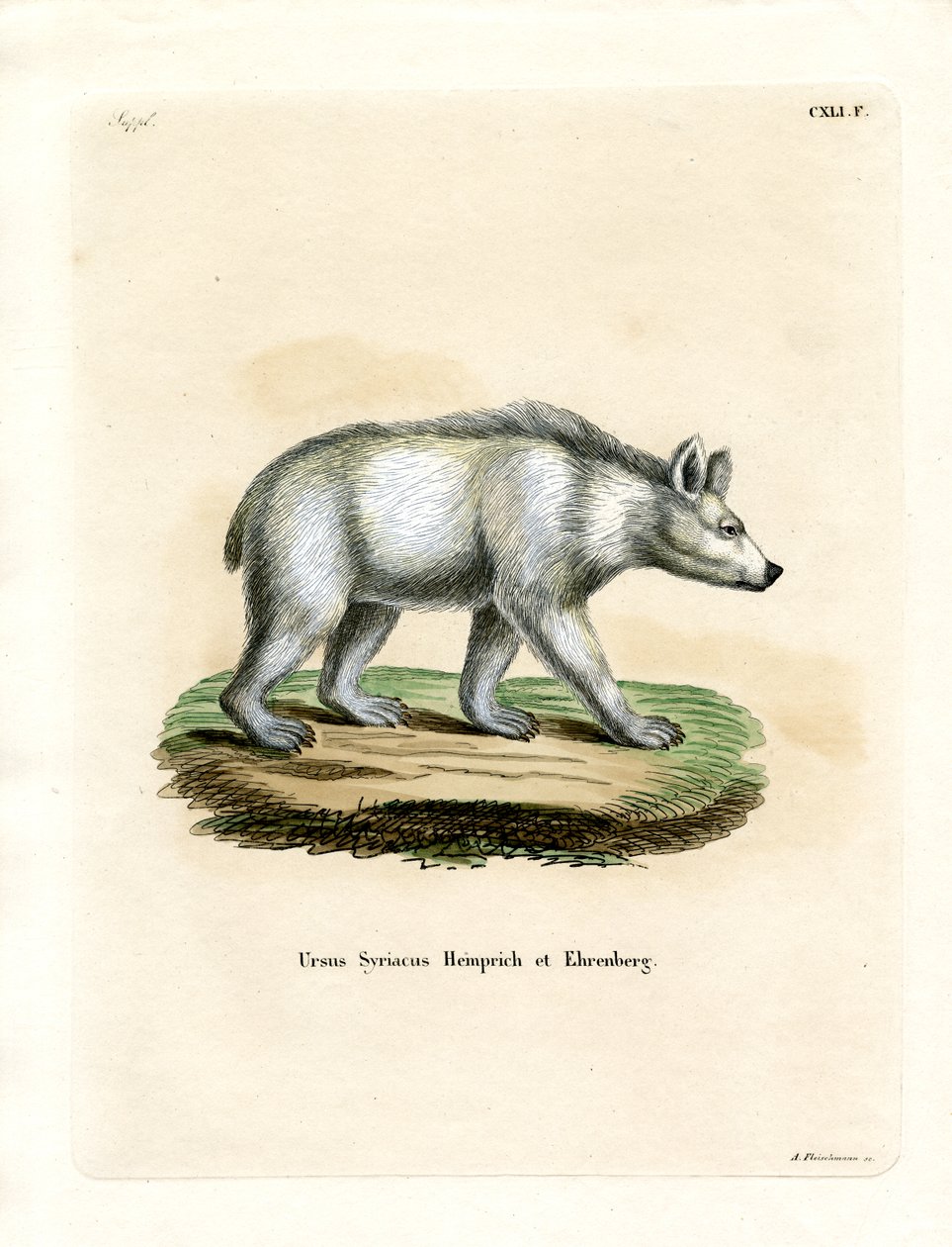 Urso Castanho Sírio (gravura colorida) de German School