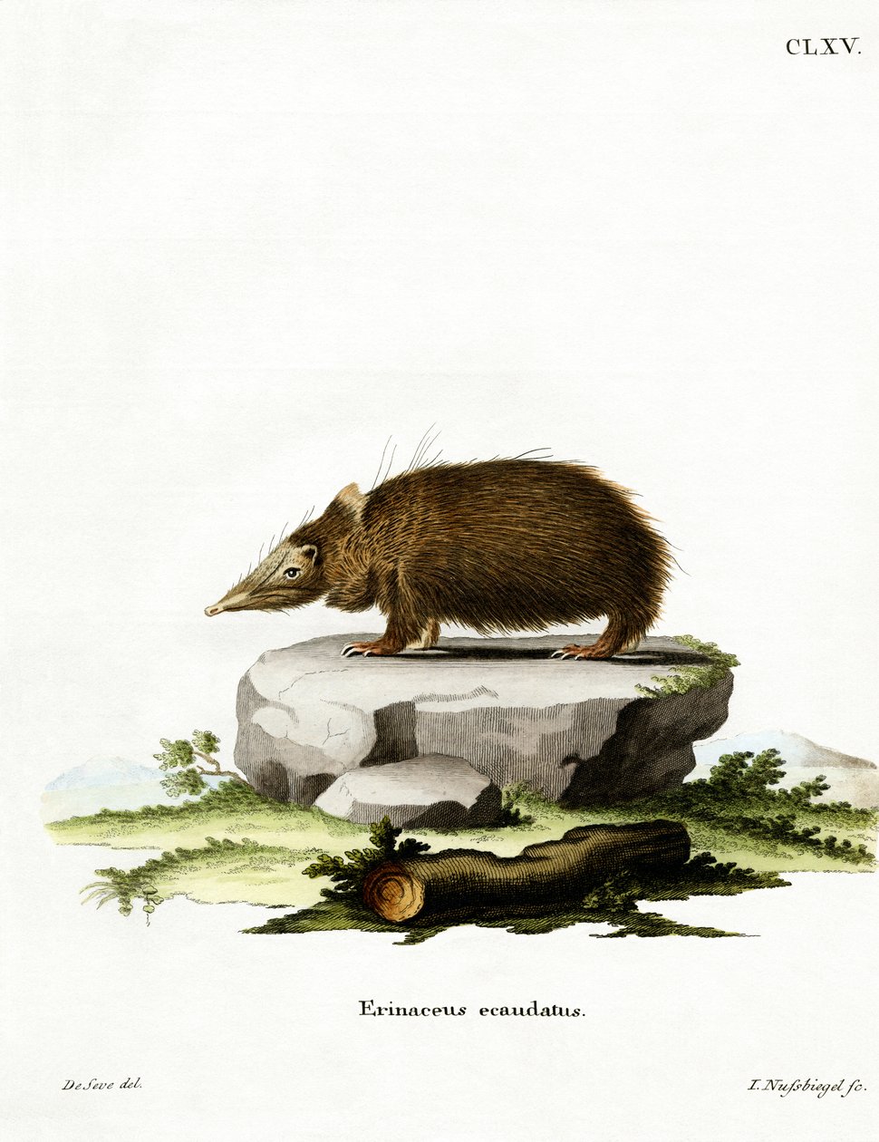 Tailless Tenrec (gravação a cores) de German School