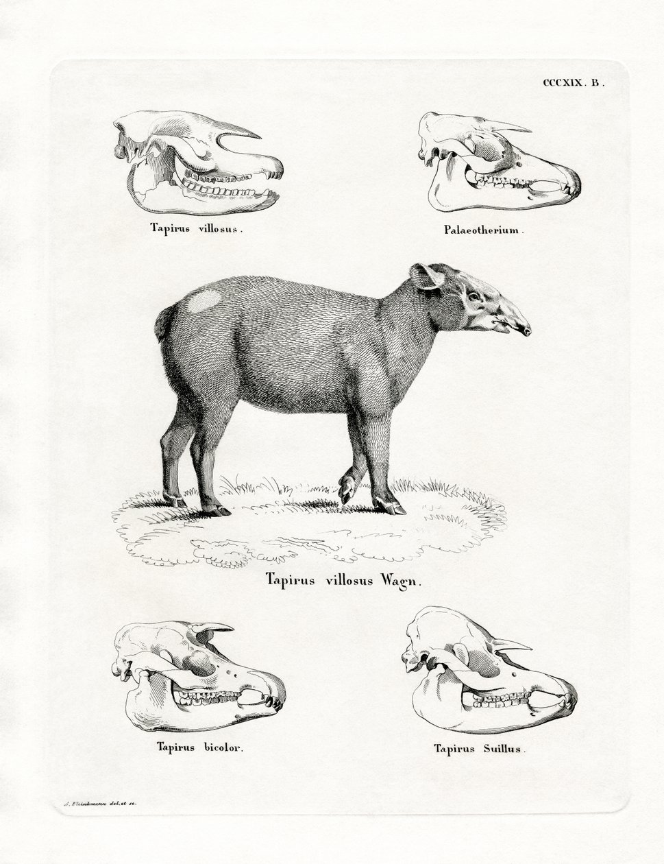 Tapir Skulls (gravação a cores) de German School