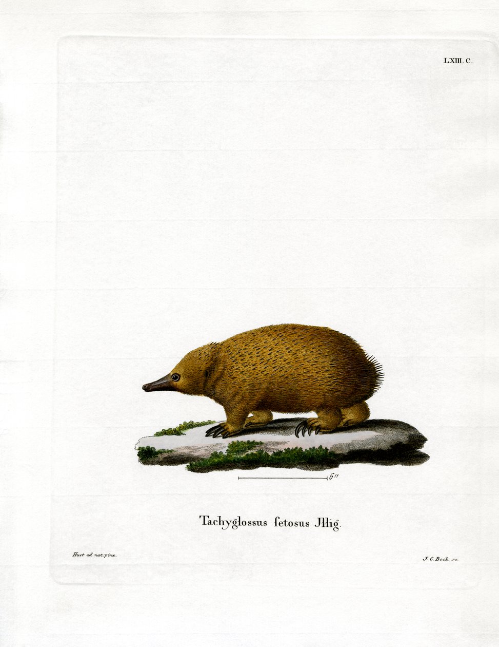 Tasmanian Short-beaked Echidna (gravura colorida) de German School