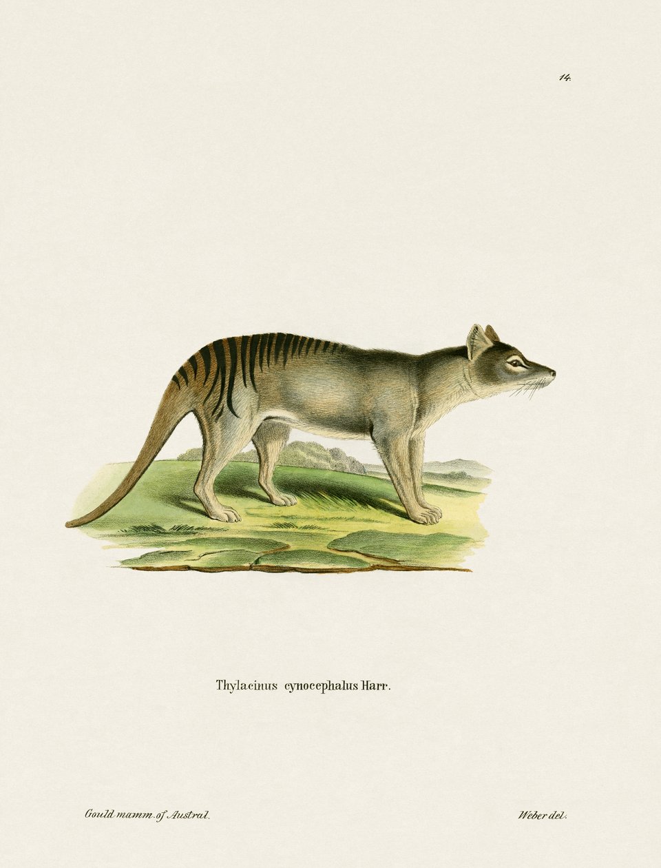 Tasmanian Tiger (gravura colorida) de German School