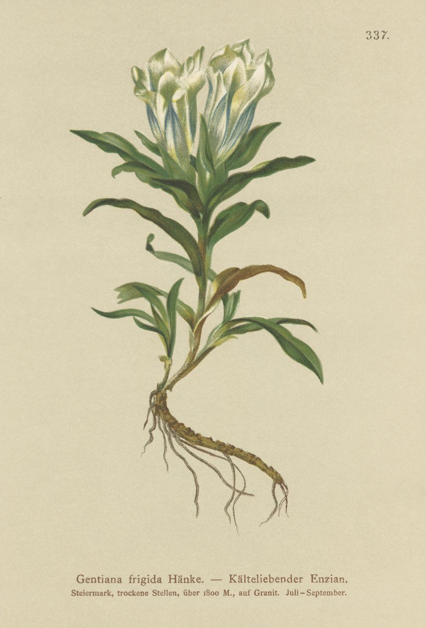 Tauern genciana (Gentiana frio) de German School