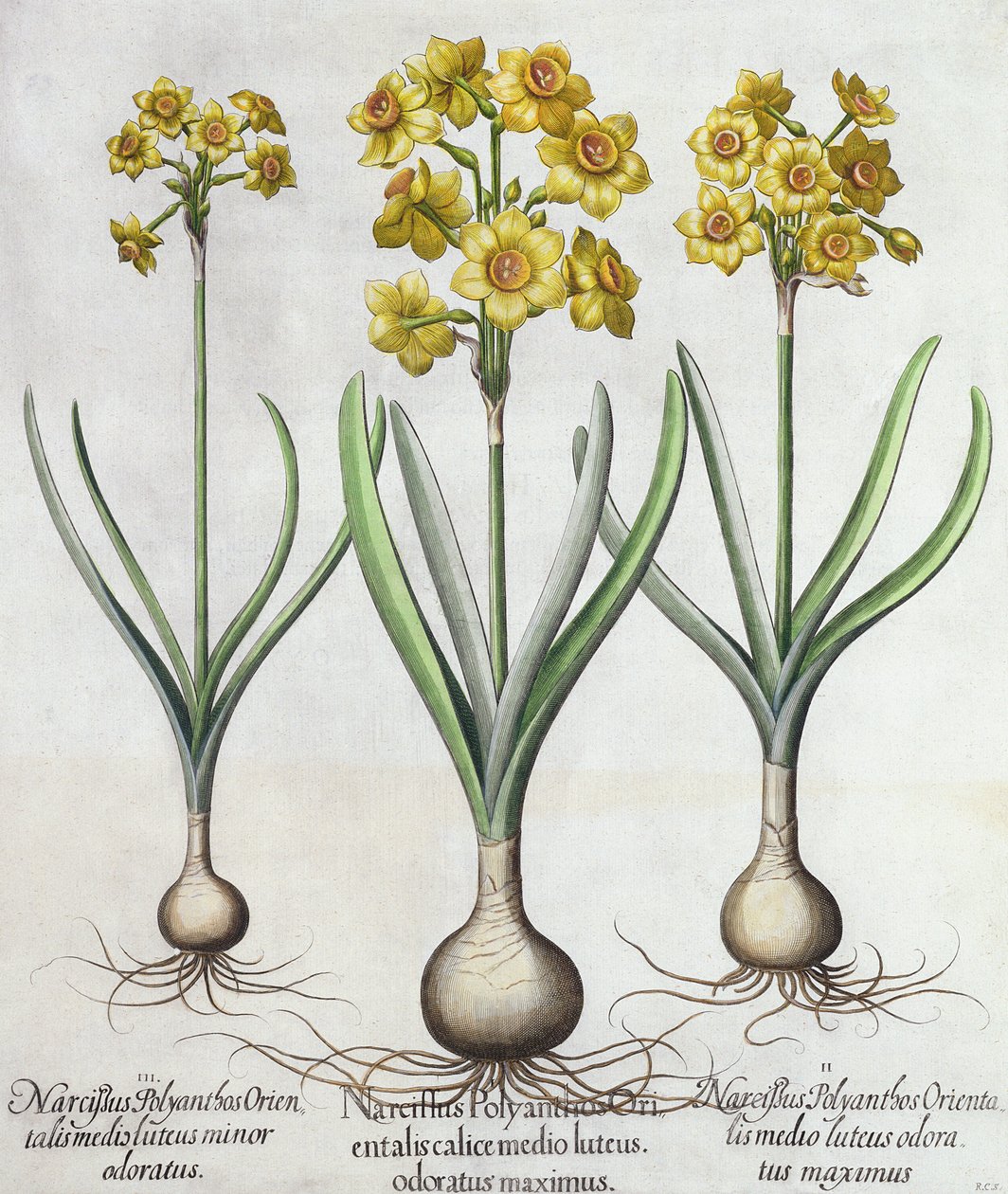 Tazetta Narcissi, do Hortus Eystettensis de Basil Besler (1561-1629), pub. 1613 (gravura colorida à mão) de German School