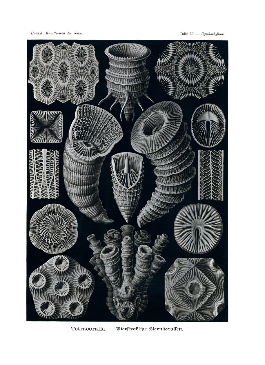 Tetracoralla, 1899-1904 de German School