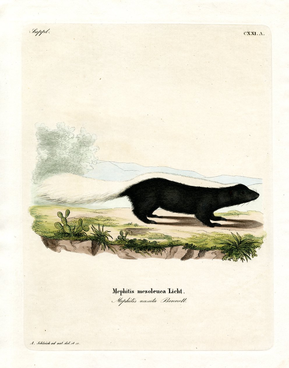 Texan Skunk (gravura colorida) de German School