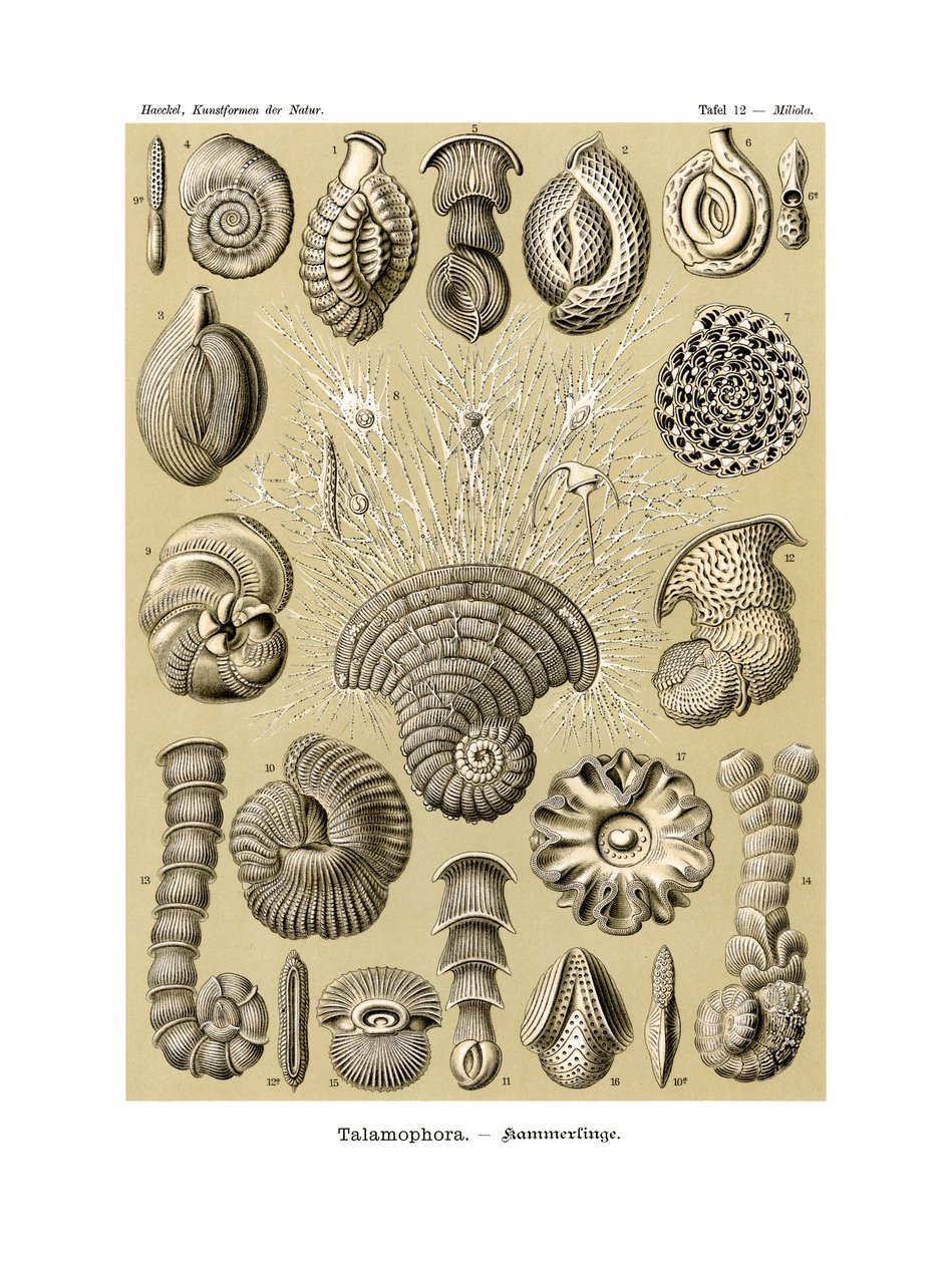 Thalamophora, 1899-1904 de German School