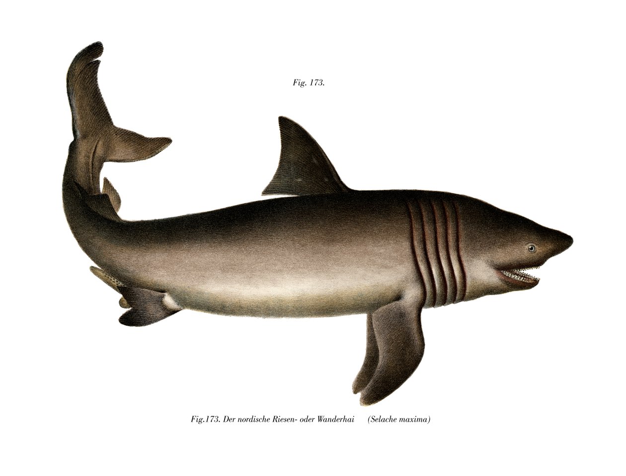 The Basking Shark (cor litho) de German School
