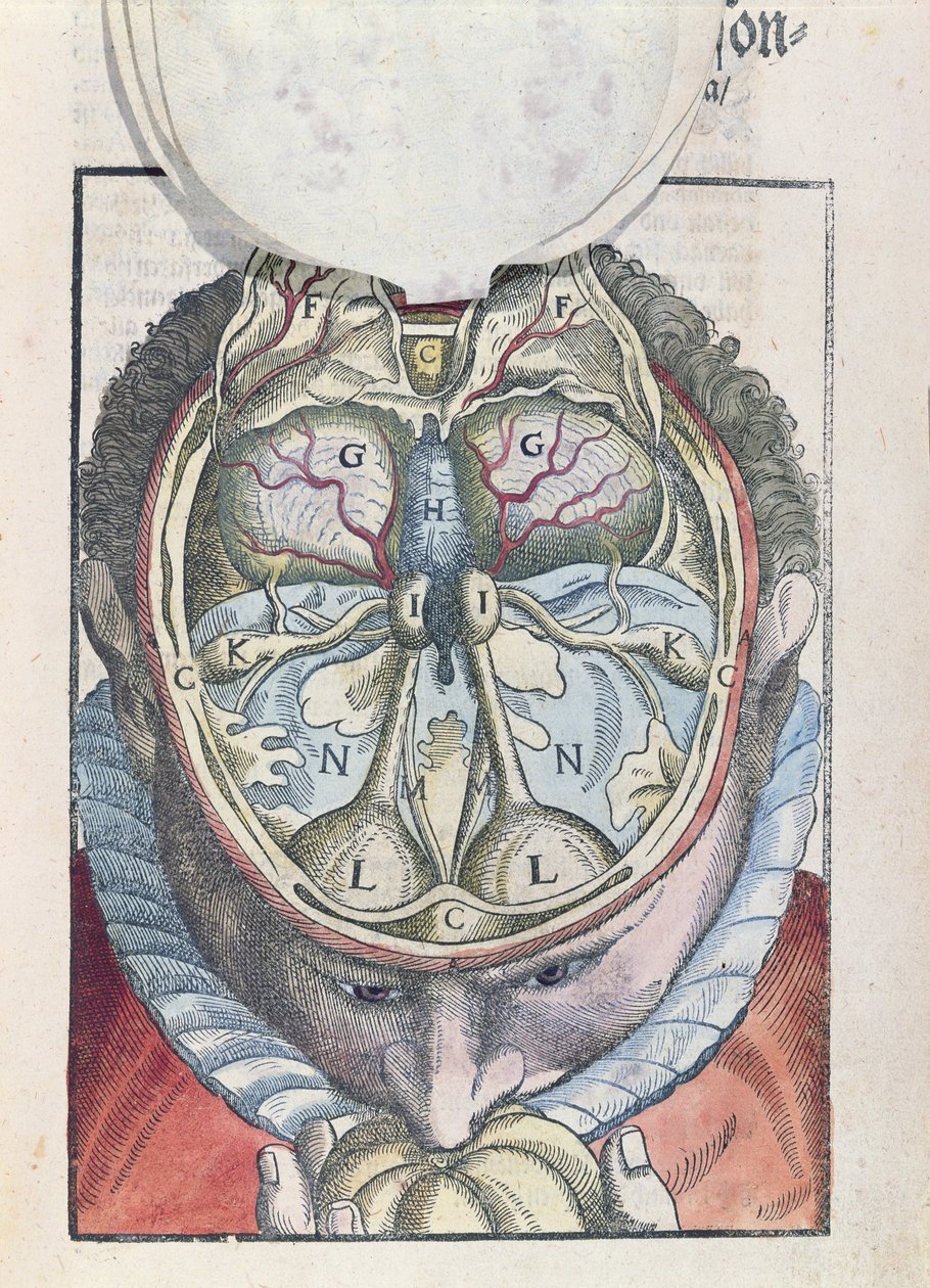 O cérebro, de Ophthalmodouleia por Georg Bartisch (1535-1636), publicado em Dresden em 1583 (xilogravura colorida) de German School