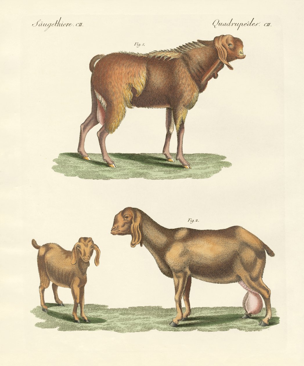 A cabra egípcia (gravura colorida) de German School